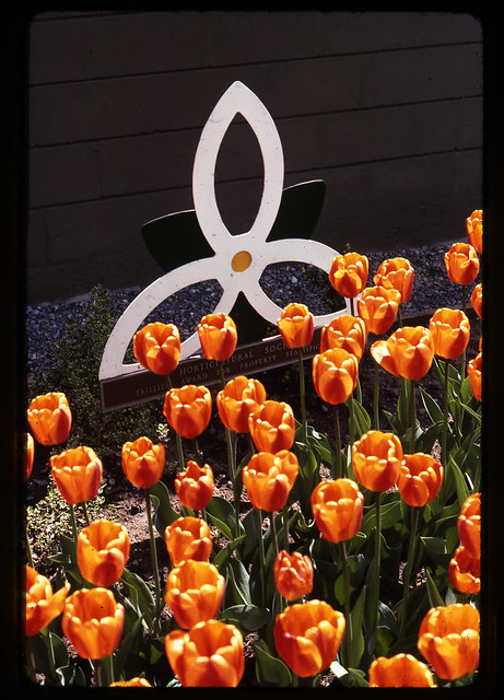 Flowerbed of tulips with Trillium award behind them.