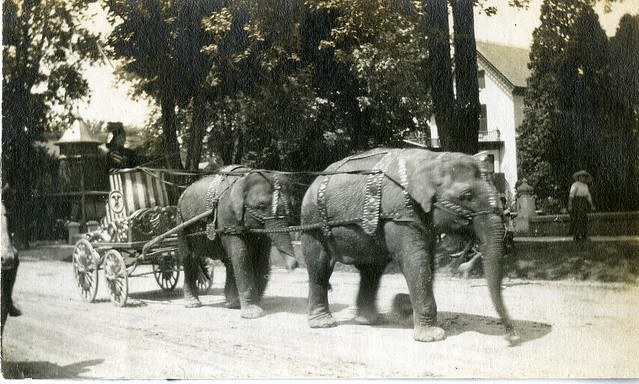 Two elephants pulling a chario-style cart along a residential street.