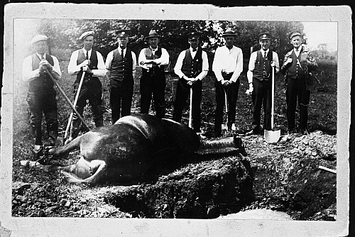 Burial of Harry the horse
