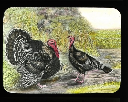 Lantern slide of Bronze Turkeys