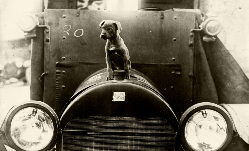 Puppy on hood of First World War ambulance.