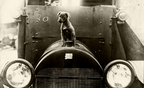 Puppy on hood of ambulance.