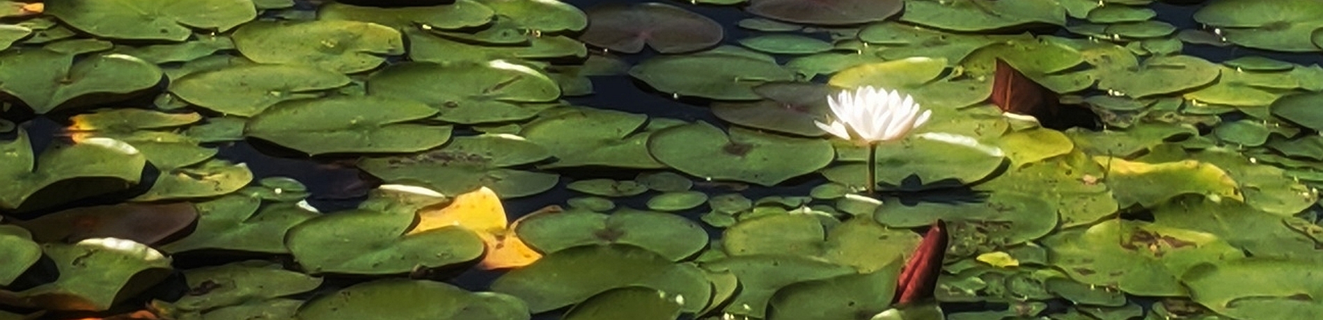 White water lilies