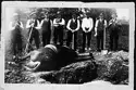 Burial of Harry the Fire Horse.
