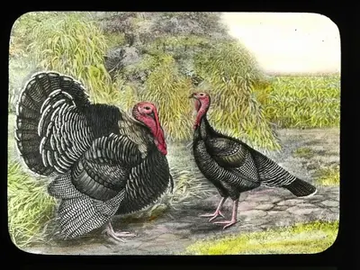 Drawing of a pair of turkeys.
