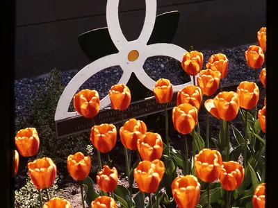 Tulips in front of a trillium award sign.