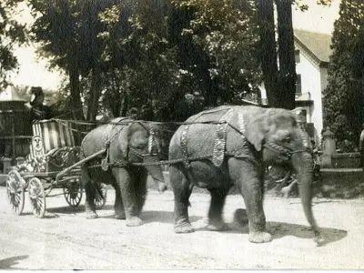 Elephants in a parade.